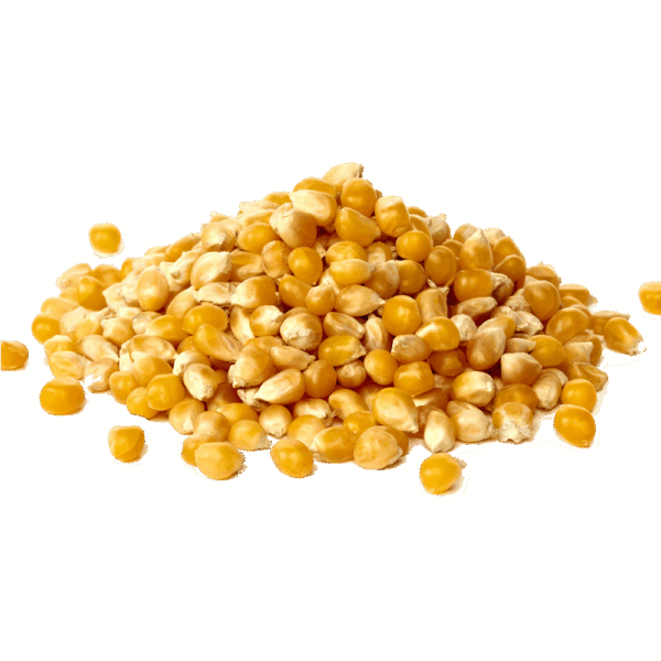 MILHO PARA PIPOCA - Imagem 1